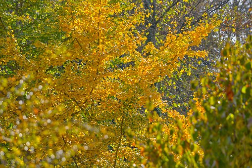 Free Golden Leaves Nature photo and picture