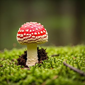 Free Ai Generated Mushroom illustration and picture