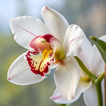 Bloem, Wit, Roze, Rood, Natuur, Rozen