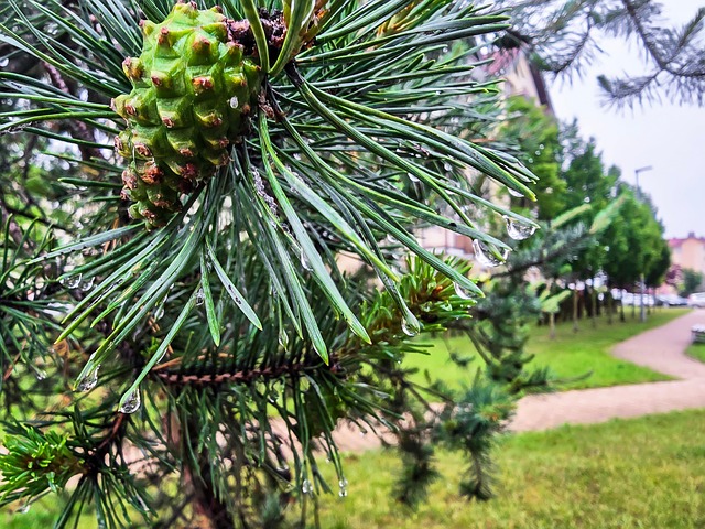 Cono Del Pino Piña En Una Rama - Foto gratis en Pixabay