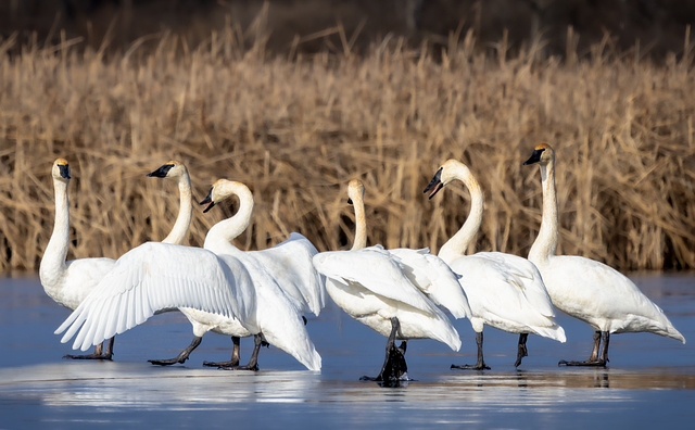Cisnes, Impresionantesrefugios