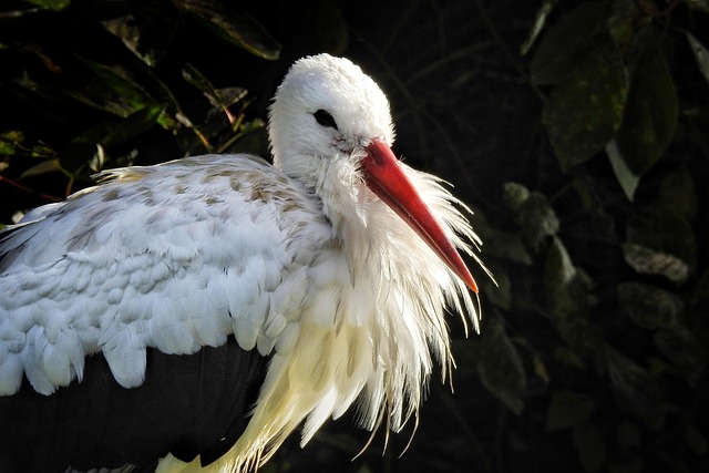 Storch, Vogel, Tier, Federn, Gefieder