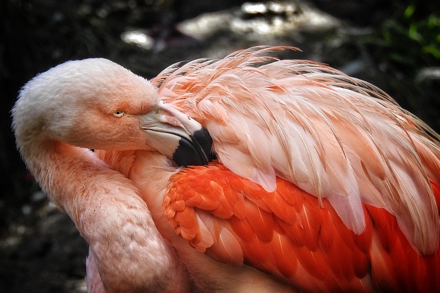 Flamingo, Vogel, Tier, Federn, Gefieder