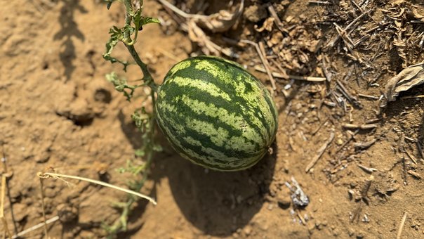 Melone, Wüste, Indien, Natur, Feld