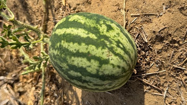 Melone, Wüste, Indien, Natur, Feld