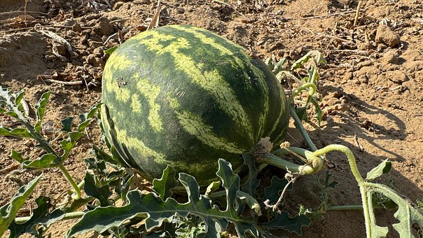 Melone, Wüste, Indien, Natur, Feld