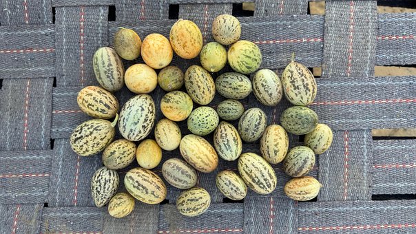 Melone, Wüste, Indien, Natur, Feld