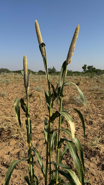 Hirse, Natur, Bajra, Lebensmittel