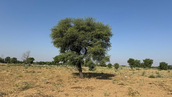 Baum, Wüste, Feld, Natur, Landschaft
