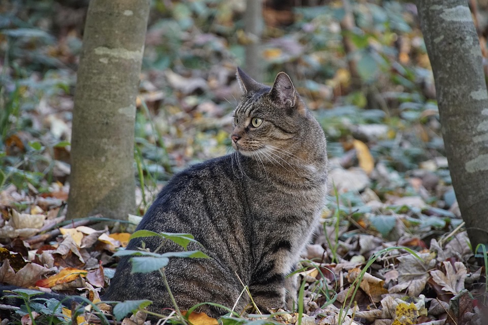 Cat Forest Floor Hunting - Free photo on Pixabay