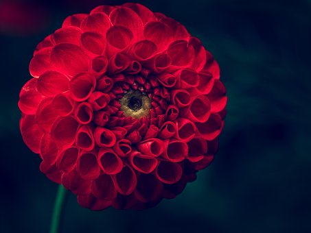 Dahlia, Blomst, Plante, Rød Blomst