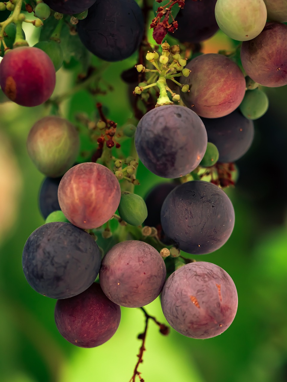 Grape Excellent Picture Grape Vineyard Sweet - Free photo on Pixabay