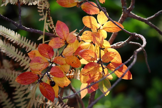 Cotoneaster, Gele Bladeren, Val