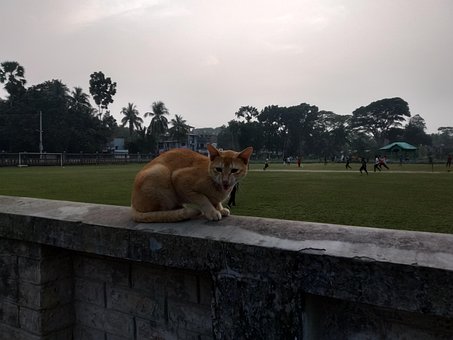 Free Cat Animal photo and picture