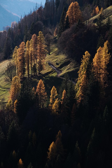 Dolomitterne, Bjerge, Træer, Skov