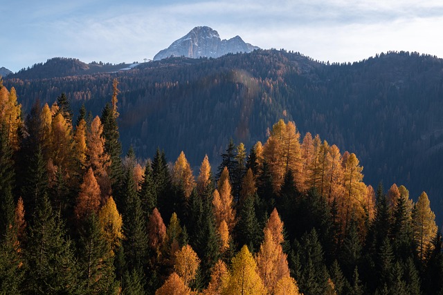 Træer, Blade, Dolomitterne, Bjerge