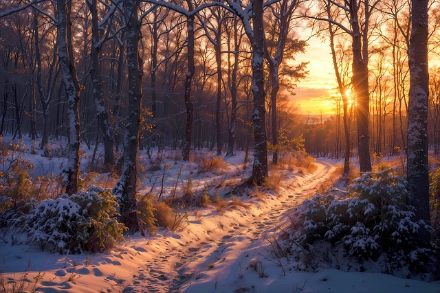 Free forest winter snow illustration