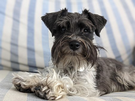 Hund, Schnauzer, Miniature Schnauzer