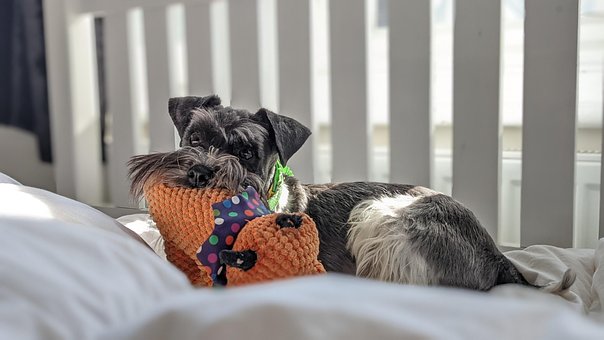 Schnauzer, Miniature Schnauzer