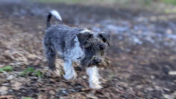 Schnauzer, Miniature Schnauzer