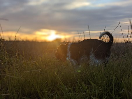 Schnauzer, Miniature Schnauzer