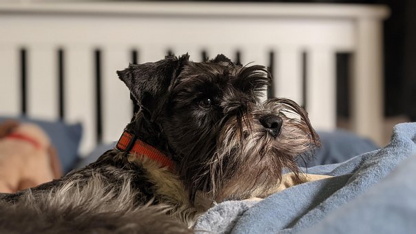 Schnauzer, Miniature Schnauzer, Seng