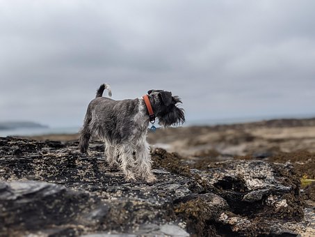 Schnauzer, Miniature Schnauzer, Klipper