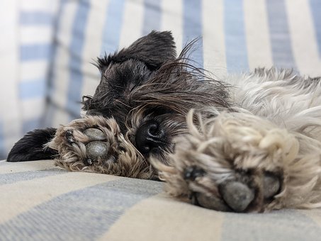 Schnauzer, Miniature Schnauzer