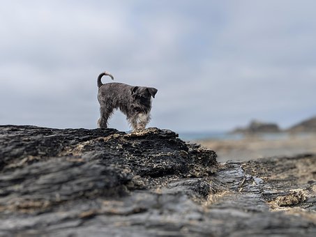 Schnauzer, Miniature Schnauzer