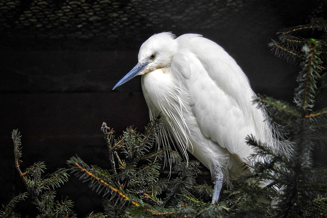 Vogel, Seidenreiher, Vogelkunde, Spezies