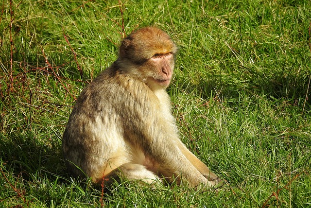 Tier, Säugetier, Affe, Berberaffe