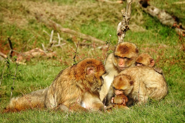 Affen, Berberaffen, Familie, Tierwelt