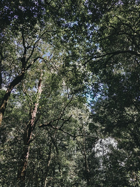 Free Natura Nature photo and picture