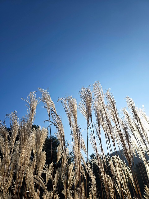 Free Autumn Nature photo and picture