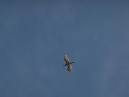 Free Egret Nature photo and picture