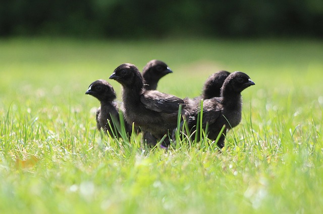 Free Chickens Chicks photo and picture