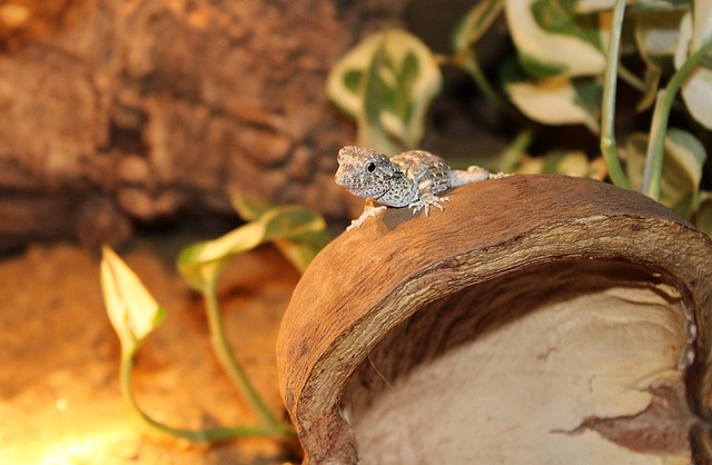 Free Scorpion-Tailed Gecko Gecko photo and picture
