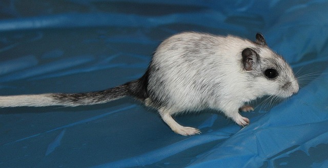 Free Gerbil Mouse photo and picture