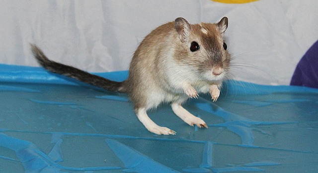 Free Gerbil Rodent photo and picture
