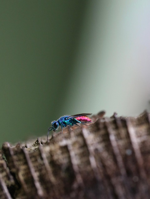 Free Animal Nature photo and picture