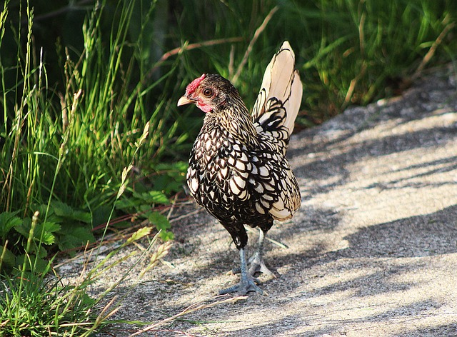 Free Chicken Hen photo and picture