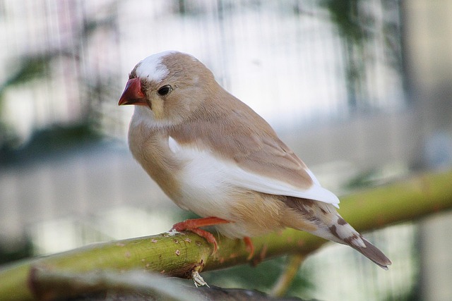 Free Zebra Finch Finch photo and picture