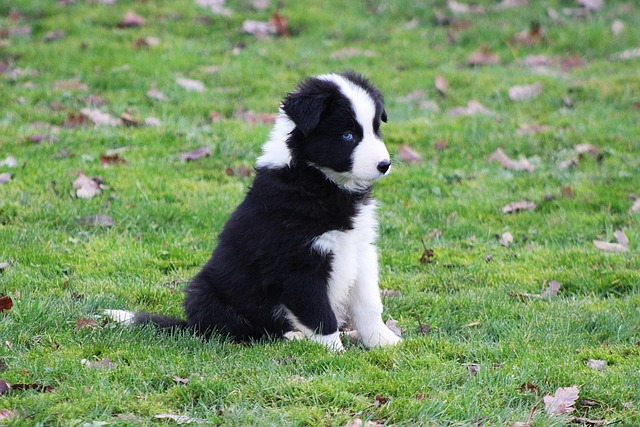 Free Yakutian Laika Puppy photo and picture