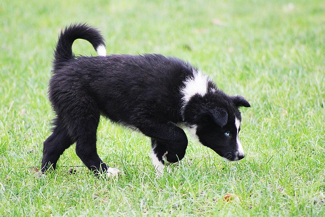 Free Yakutian Laika Puppy photo and picture