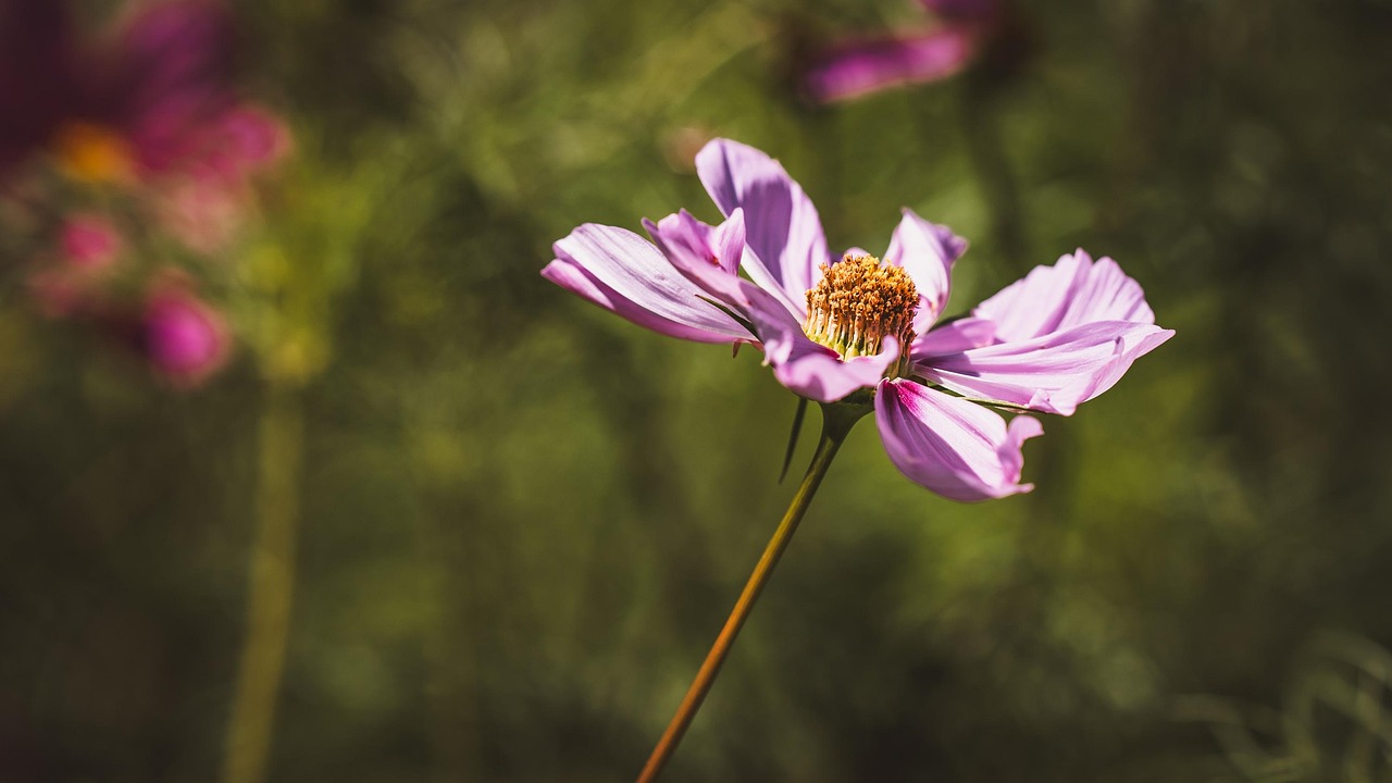 Rose Fleur Fleurir - Photo gratuite sur Pixabay