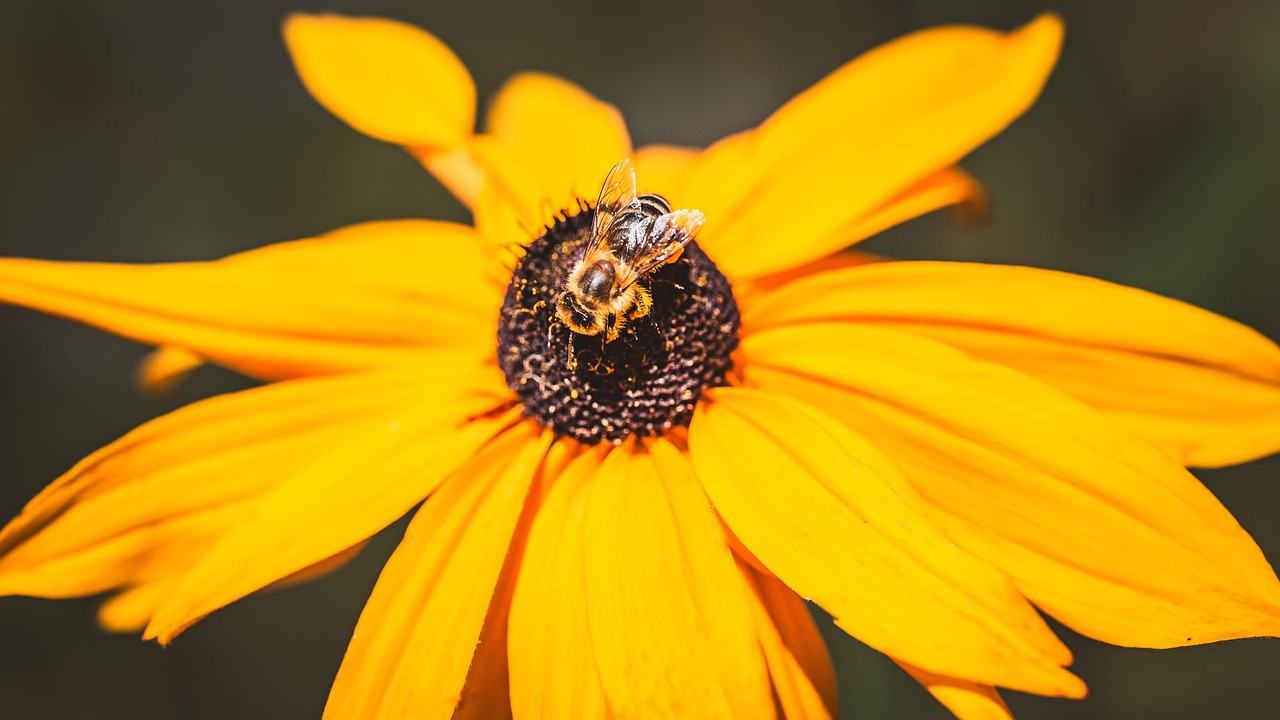 Yellow Flower Bee Pollination - Free photo on Pixabay