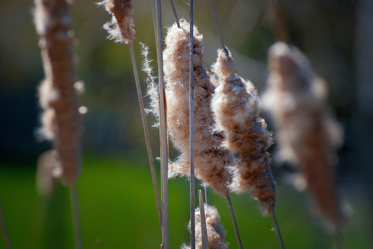 Cattail Fluff Nature - Free photo on Pixabay
