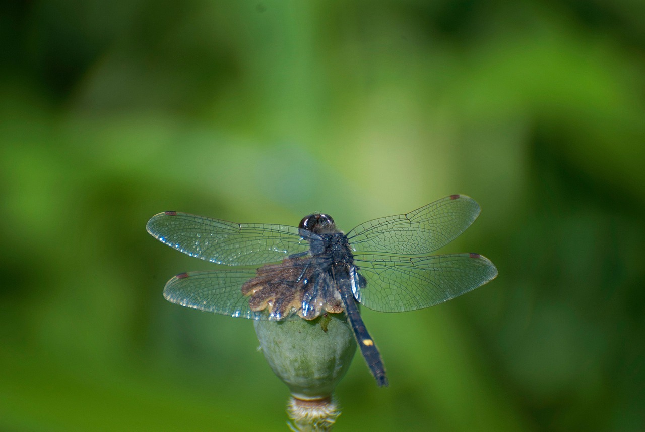 Dragonfly Insect - Free photo on Pixabay