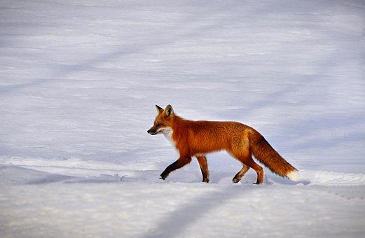 Free Fox Snow photo and picture