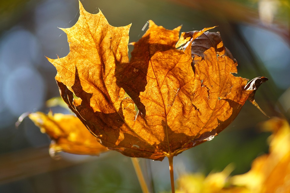 Autumn Nature Leaves - Free photo on Pixabay